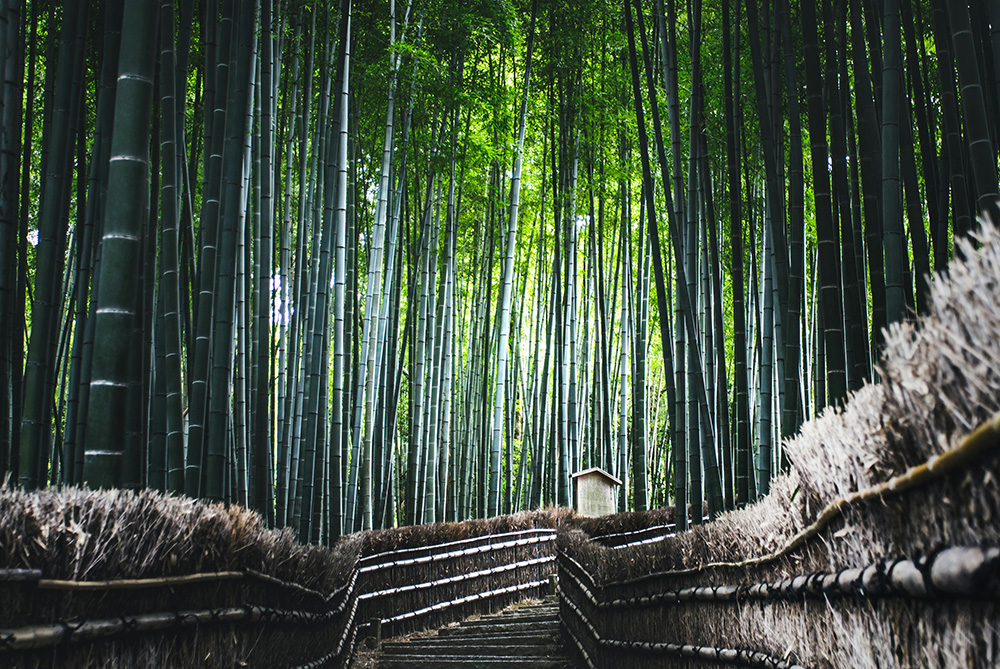Arashiyama and Sagano
