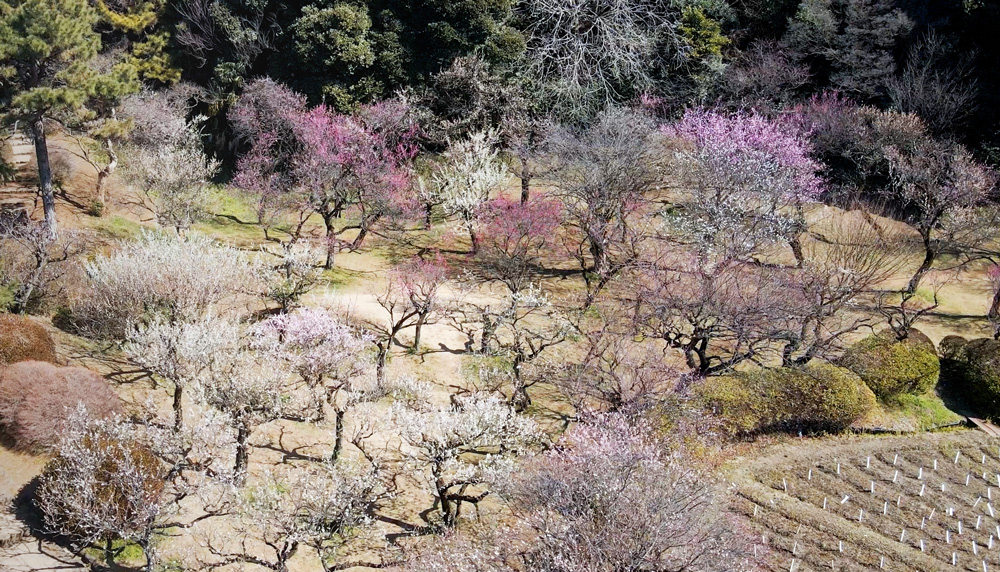 Koishikawa Botanical Garden